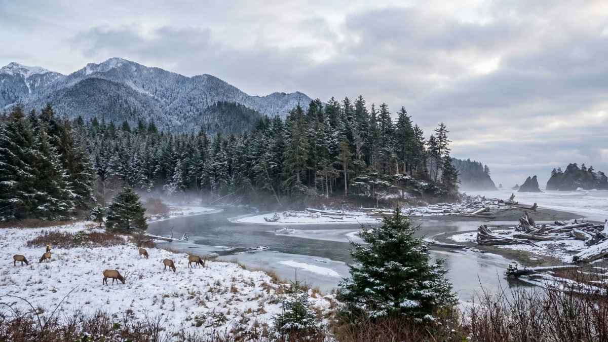 Early January — Olympic National Park