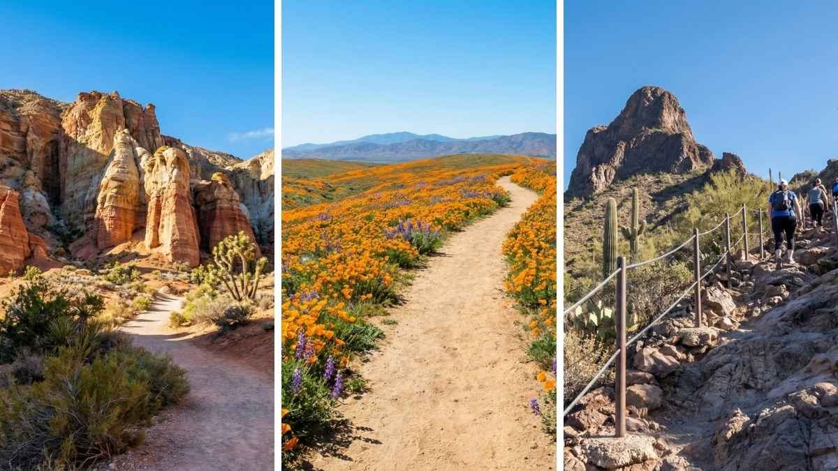 12 Desert Trails That Bloom Into Paradise (Only 3 Weeks Each Year)