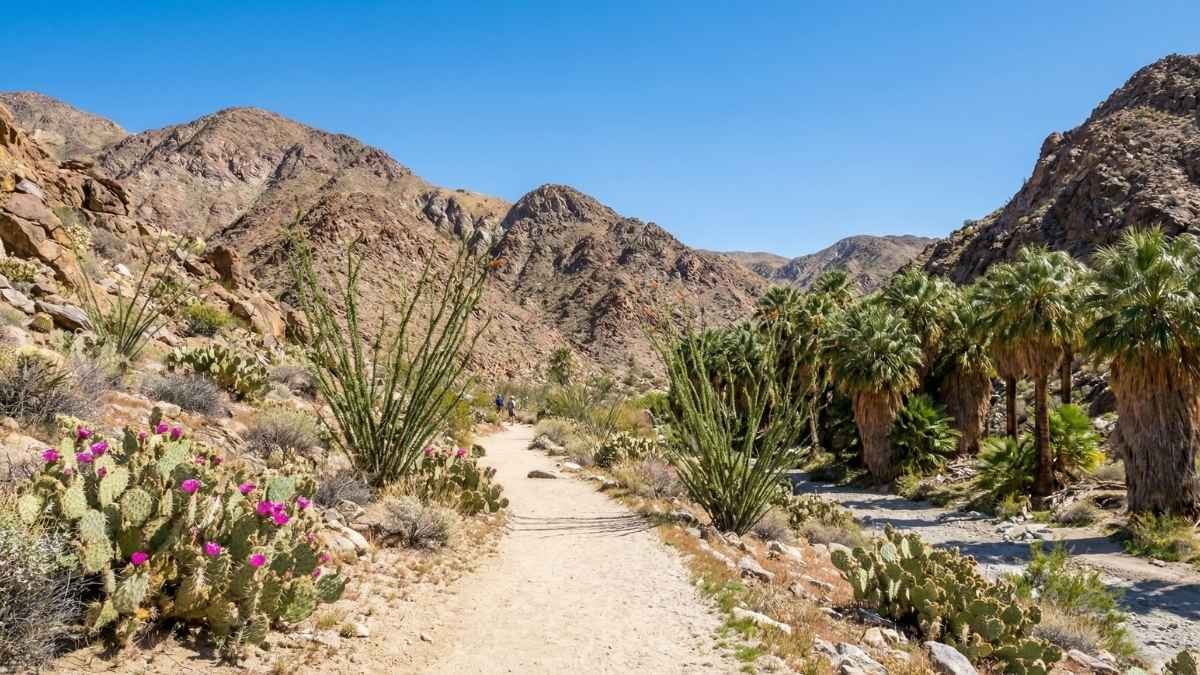 Borrego Palm Canyon Trail – Anza-Borrego Desert State Park, California