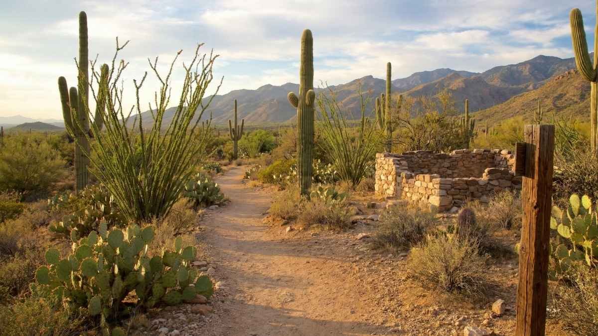 Saguaro National Park (East) – Freeman Homestead Trail