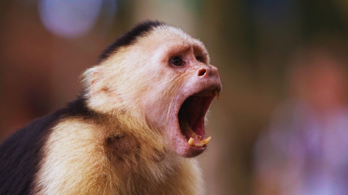 Treating Local Wildlife Like They’re in a Petting Zoo