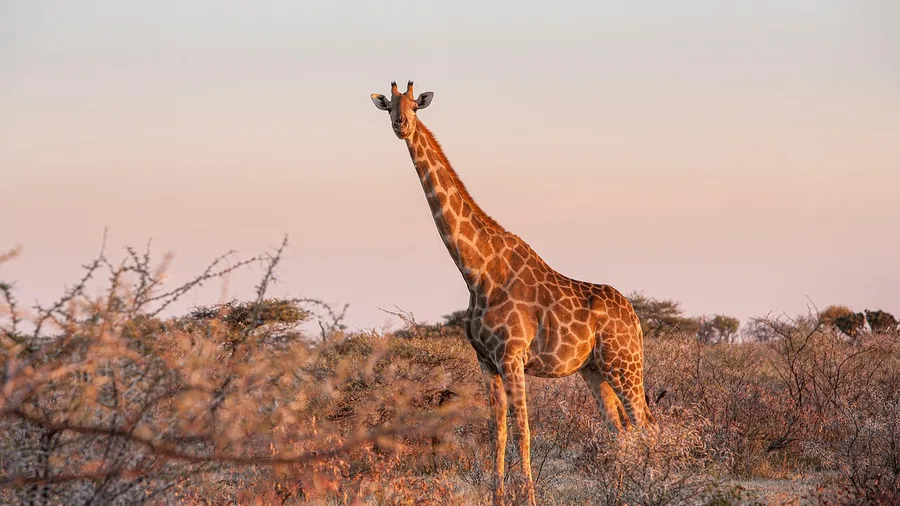 Discover Kalahari Desert Wildlife Sanctuaries