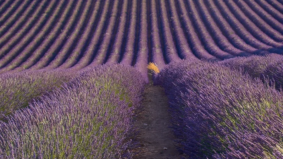 Drive the Provence Lavender Route at a Relaxed Pace