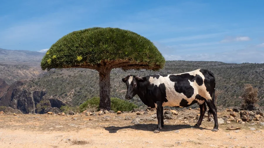 Socotra Island feels like stepping onto an alien planet
