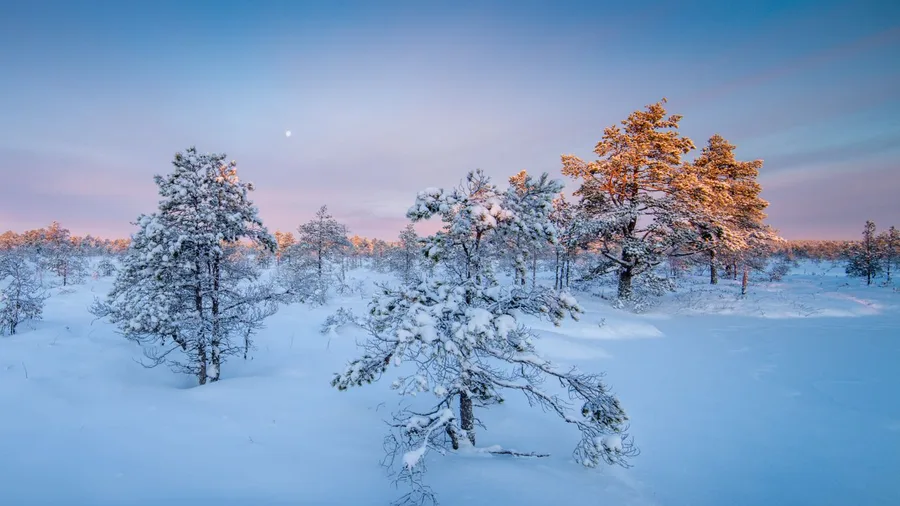 Long, dark winters demand radical acceptance of solitude