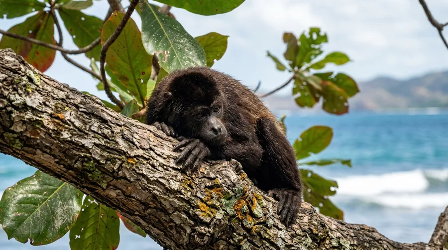 Explore Playa del Coco in Costa Rica