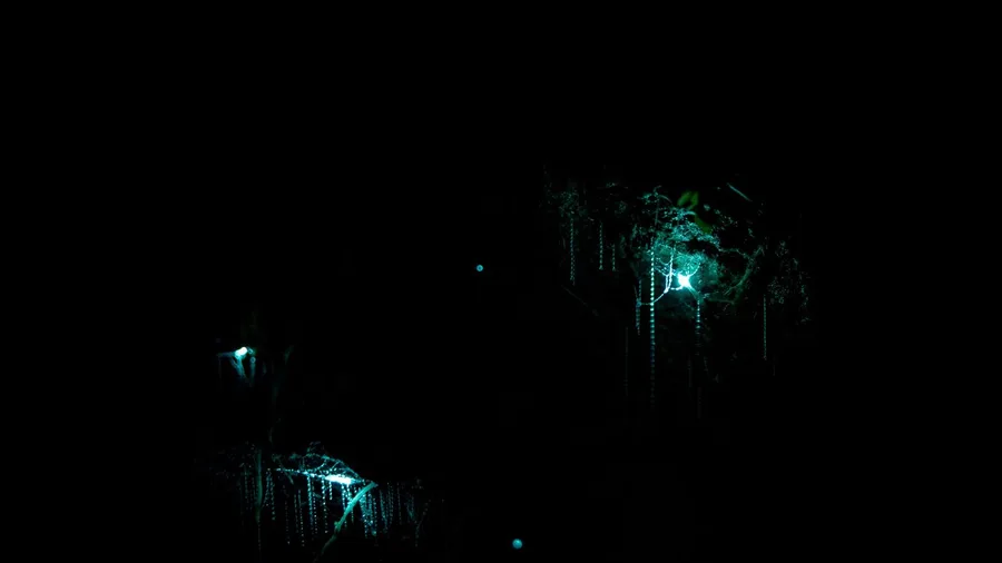 Float Through the Waitomo Glowworm Caves