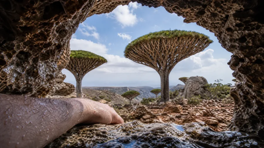 Discover Socotra Island Dragon Blood Trees