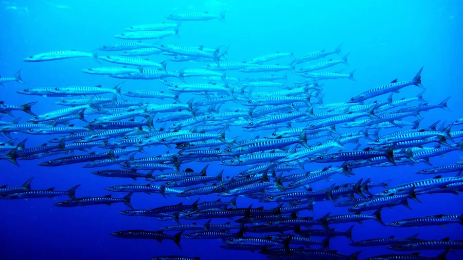 Palau Stamps a Pledge in Your Passport Before You Can Enter