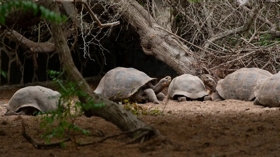 The Galápagos Enforces Hard Caps on Every Site Every Day