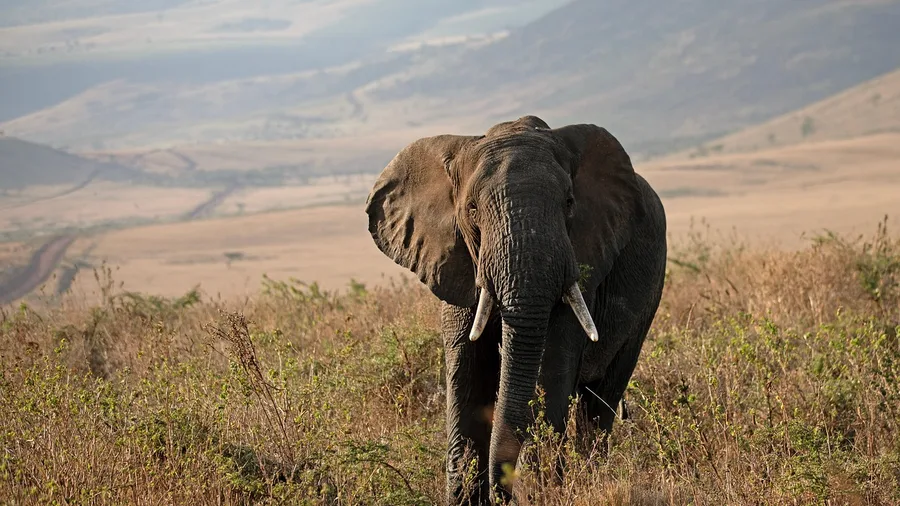 Conservation Funding Often Comes Entirely from Tourist Premiums