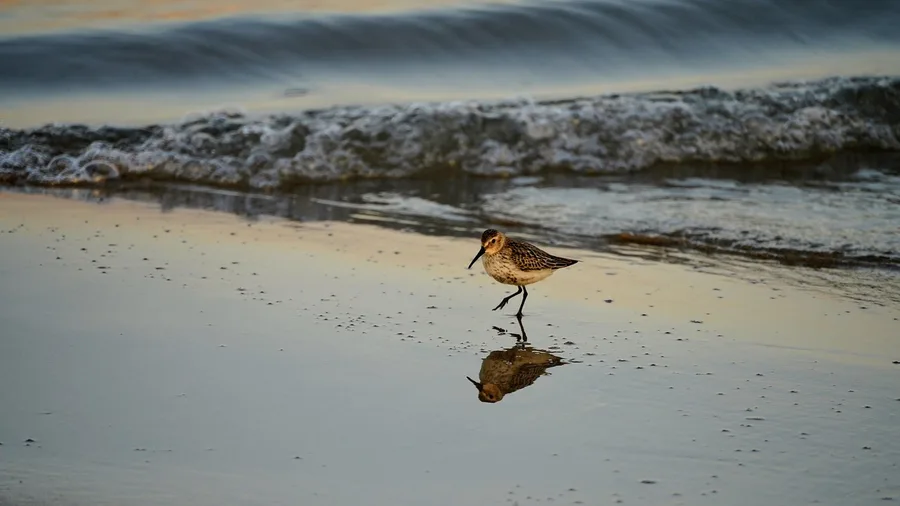 Federal Wildlife Protection Overrides Local Access Decisions Overnight
